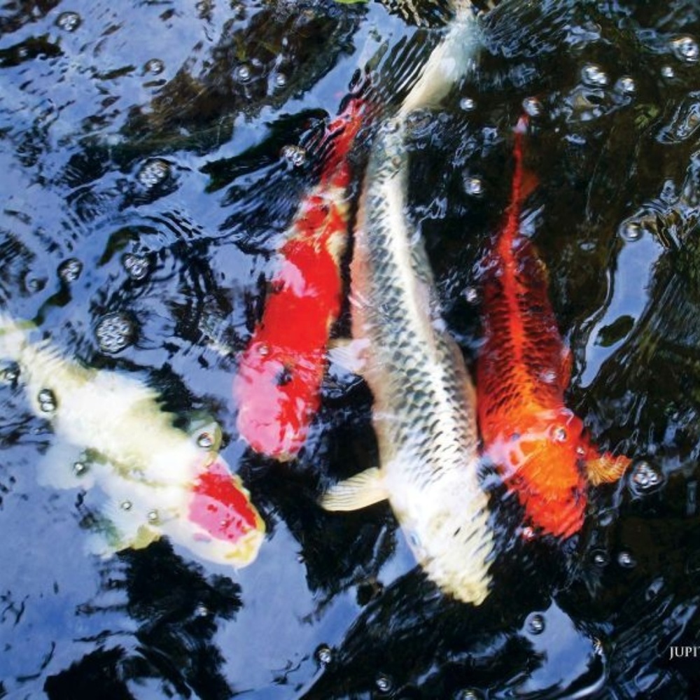 SWIMMING COY-FISHES ~ 8" X 10" Photography